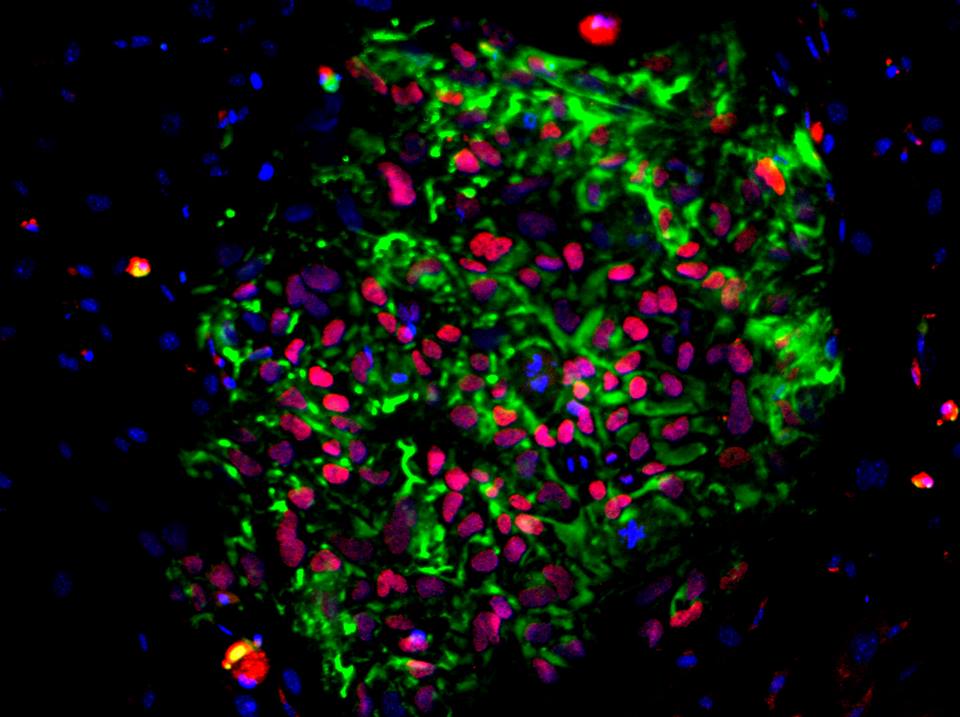 صورة نموذجية للخلايا الجذعية، نقلاً عن جامعة كاليفورنيا