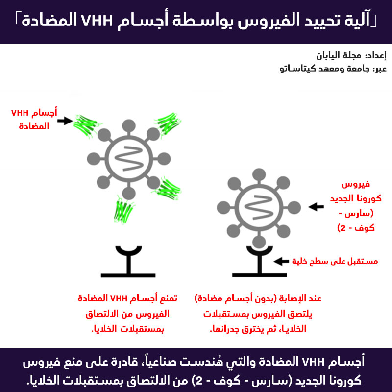 آلية تحييد فيروس كورونا الجديد (سارس - كوف - 2) بواسطة أجسام مضادة مهندسة صناعياً تدعى "VHH" | إعداد مجلة اليابان - عبر جامعة ومعهد كيتاساتو