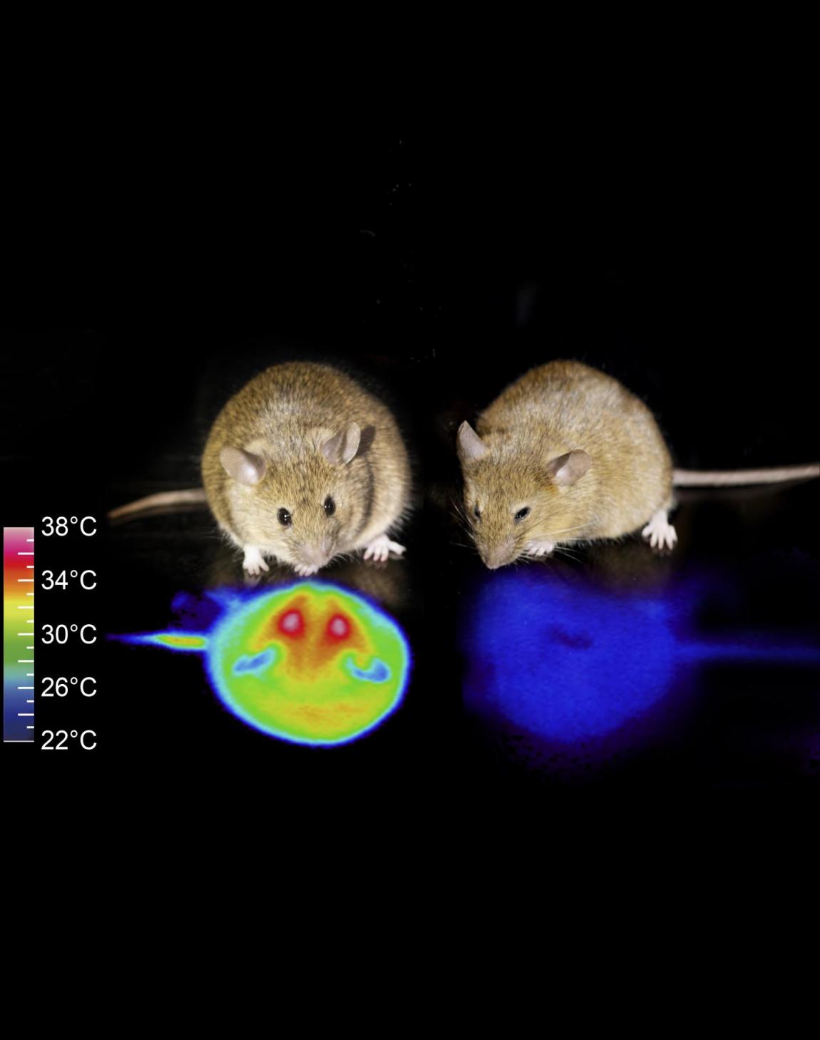الفأر على اليسار طبيعي بينما الفأر على اليمين دخل في حالة تشبه السبات | صورة من جامعة تسوكوبا