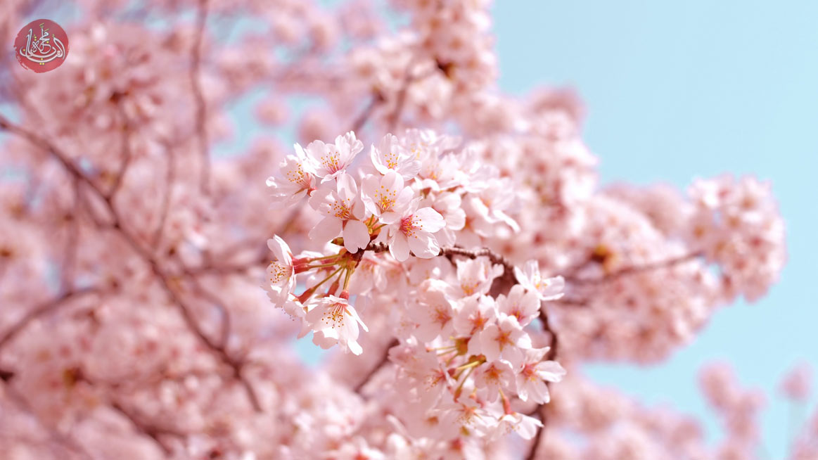 تعرف على مواعيد تفتح أزهار الساكورا في اليابان خلال 2022