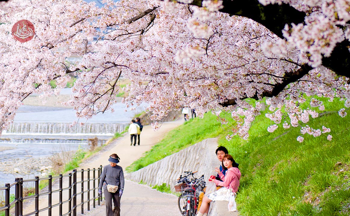 هذه هي مواعيد تفتح أزهار الكرز في اليابان خلال 2023