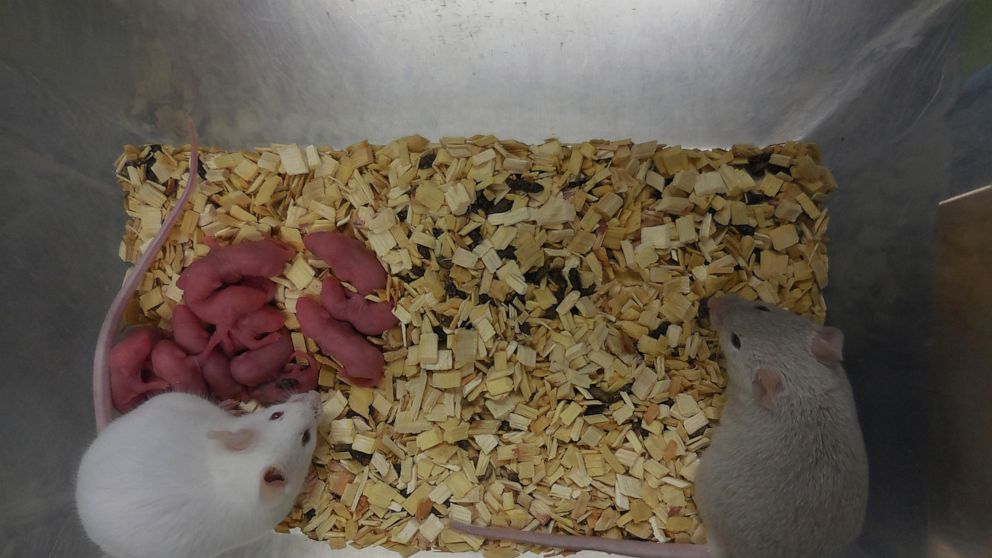 الفئران التي ولدت | عبر العالم الياباني كاتسوهيكو هاياشي من جامعة كيوشو | وكالة أي بي