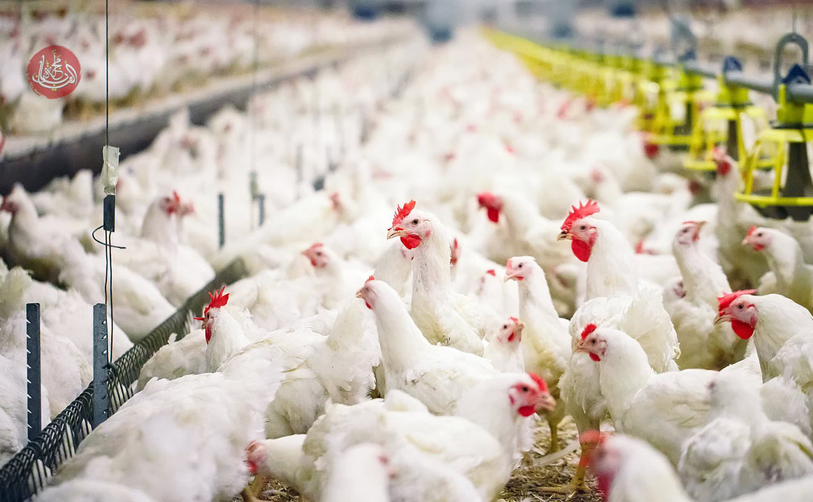 بسبب انفلونزا الطيور.. اليابان تعمل على التخلص من 16 مليون دجاجة