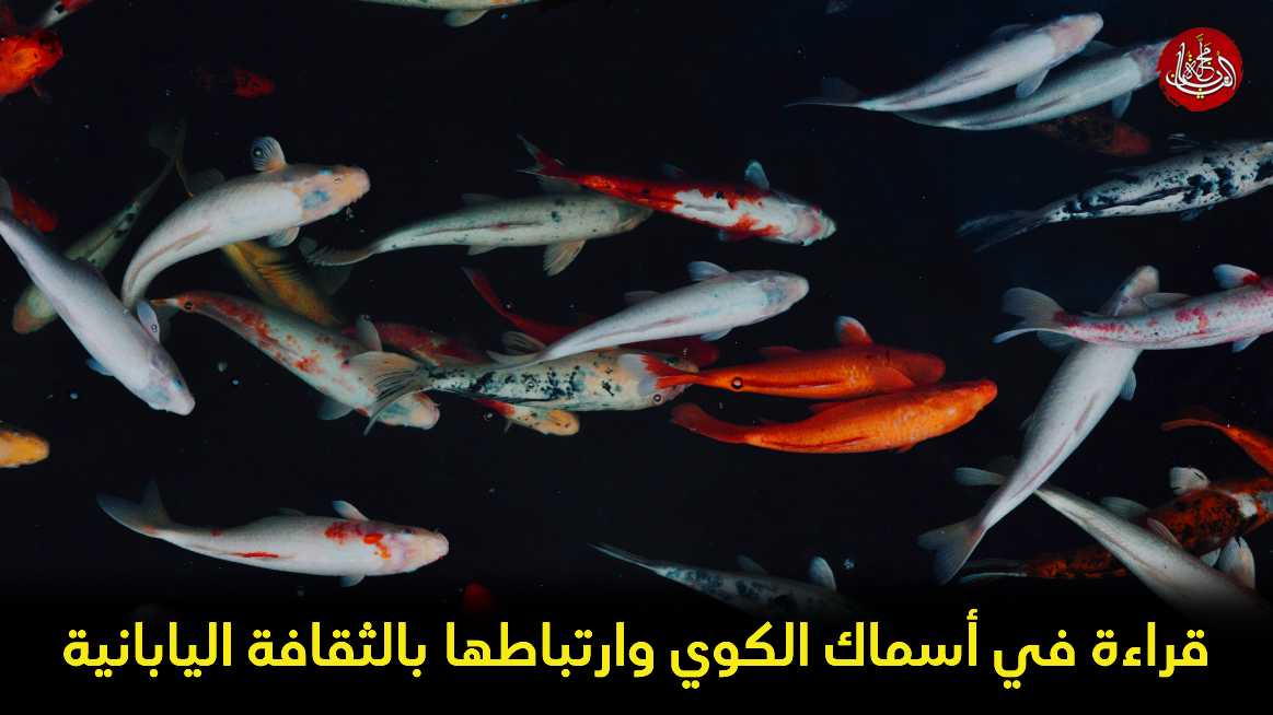 أسماك الكوي: مزيج متناغم من الطبيعة والثقافة